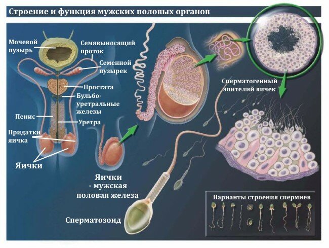 analizy-spermy-i-spermogramma 