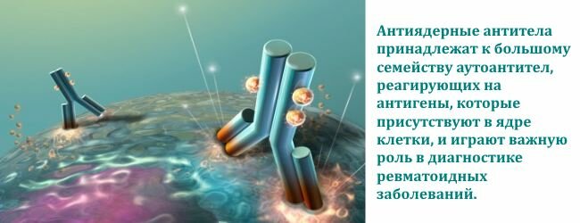 antinuklearnye-antitela 